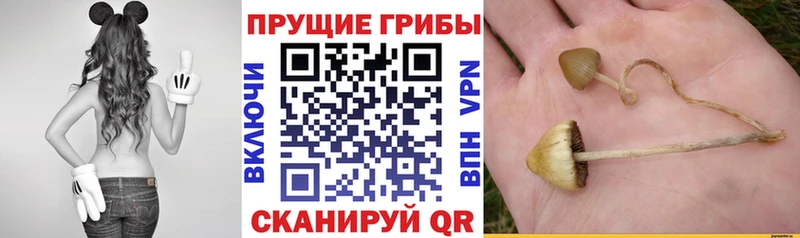 хочу наркоту  Раменское  Псилоцибиновые грибы MAGIC MUSHROOMS 